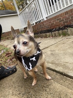 Woof Gang Bakery & Grooming Chapin
