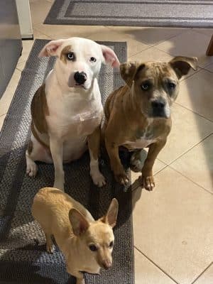 Woof Gang Bakery & Grooming Chapin