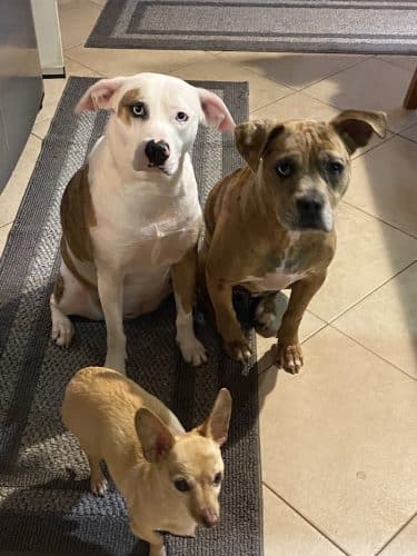 Woof Gang Bakery & Grooming Chapin