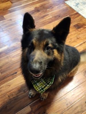 Woof Gang Bakery & Grooming Chapin