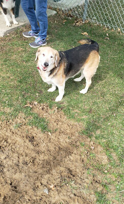 Chariton Dog Park