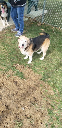 Chariton Dog Park