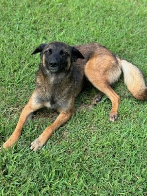 Charleston Dog Shelter