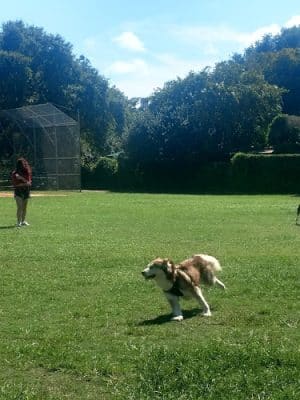 East Bay Dog Park
