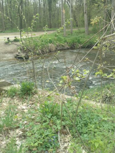 Battle Creek River - Charlotte,