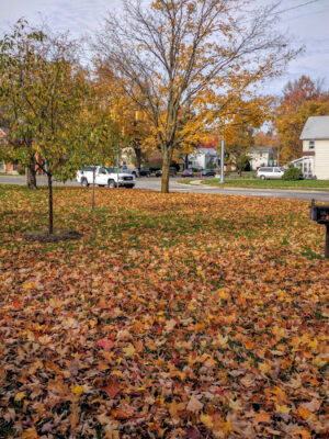 Snell Park