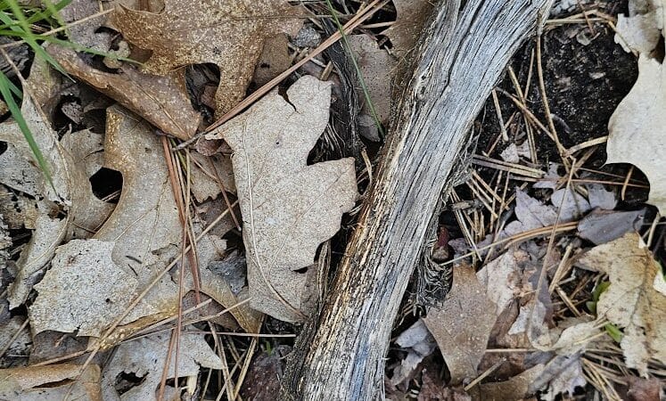 Chase Roadside Park - Chase,