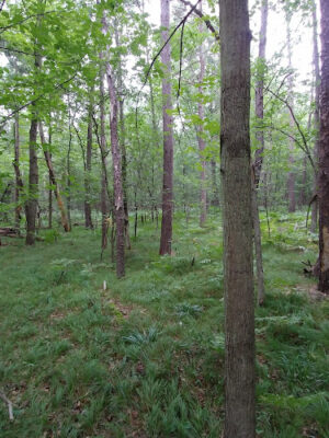 Chase Roadside Park