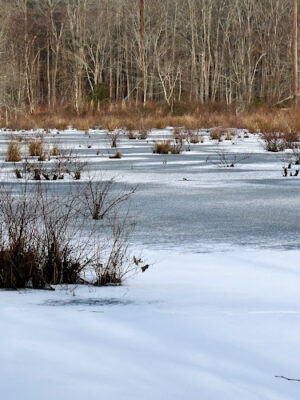 Cheltenham Wetlands Park