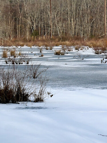 Cheltenham Wetlands Park