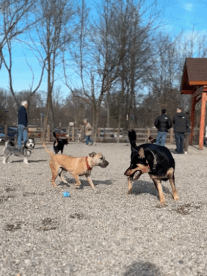Croft Farm Dog Park