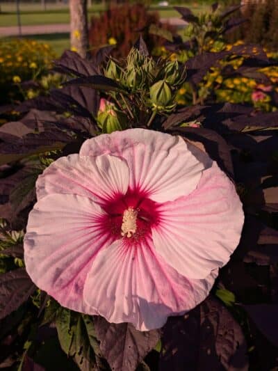 Showboat Park - Chesaning, MI