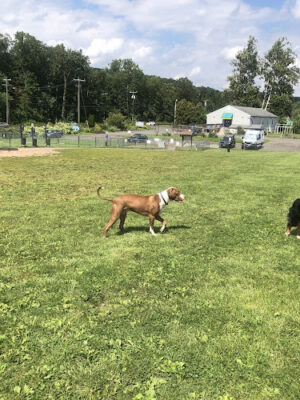 Cheshire Dog Park