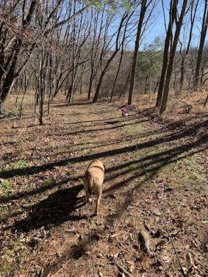 Natural Lands' Binky Lee Preserve