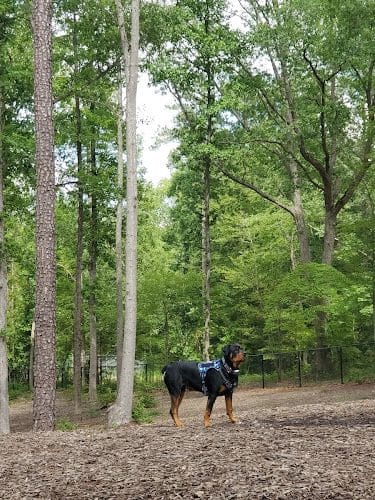 Chester Dog Park