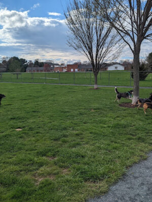 Chestertown Dog Park