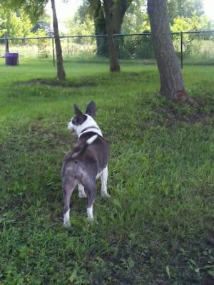 Tina Maple Memorial Dog Park - Chillicothe, MO