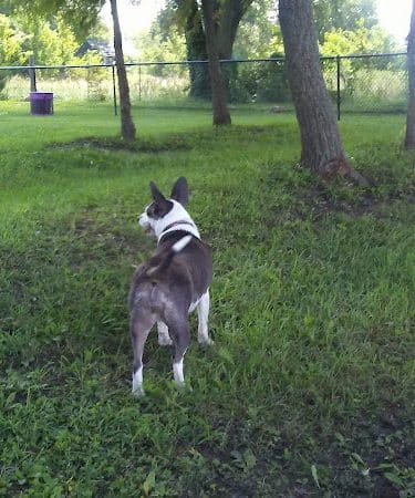 Tina Maple Memorial Dog Park