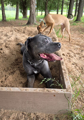 Golden Pines Private Dog Park