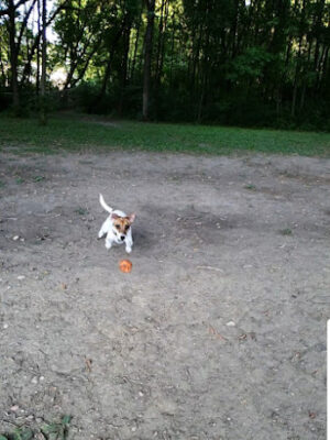 Chisago City Dog Park