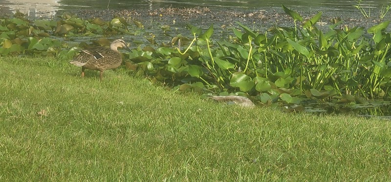 Clark Lake County Park - Clarklake,