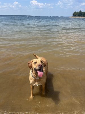 Clarks Hill Park Dog Beach
