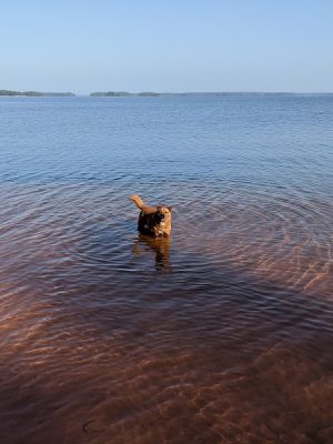 Clarks Hill Park Dog Beach