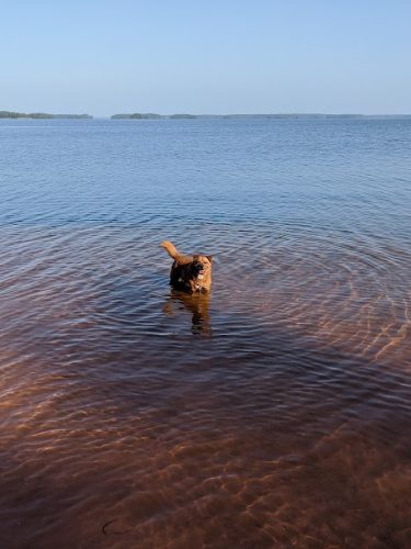 Clarks Hill Park Dog Beach