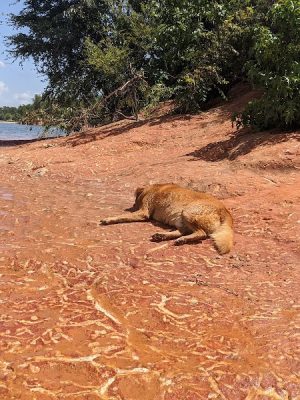 Clarks Hill Park Dog Beach