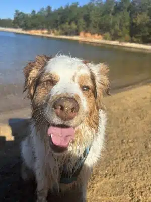 Clarks Hill Park Dog Beach