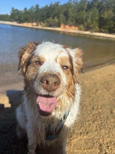 Clarks Hill Park Dog Beach