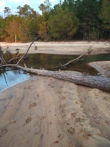 Clarks Hill Park Dog Beach