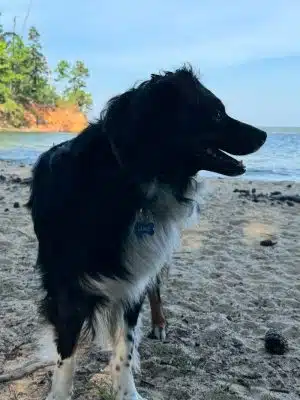 Clarks Hill Park Dog Beach