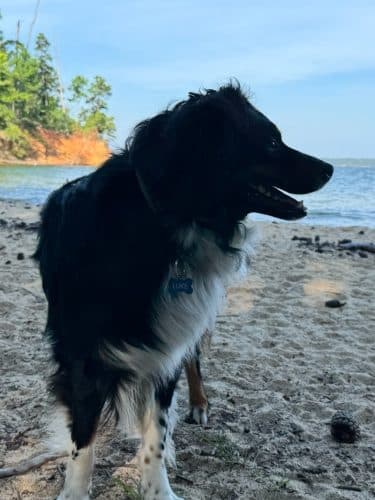Clarks Hill Park Dog Beach
