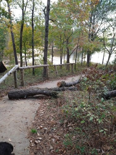Clarks Hill Park Dog Beach