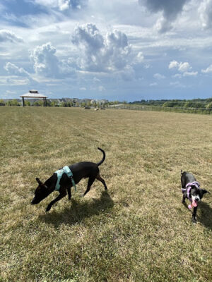 Piedmont Woods Dog Park