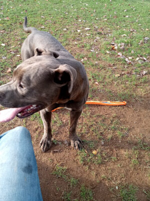 Clarksburg Dog Park