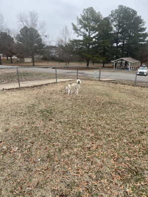 Clarksville Dog Park