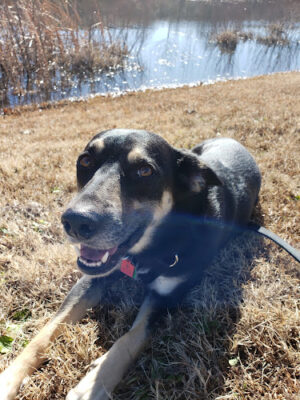 King's Run Bark Park