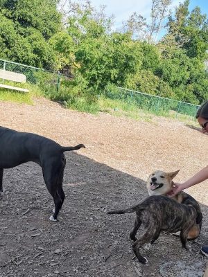 Clayton Dog Park