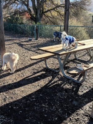 Clayton Dog Park