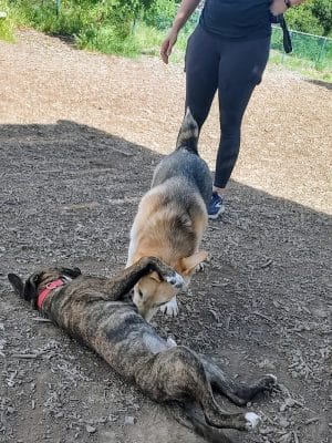 Clayton Dog Park