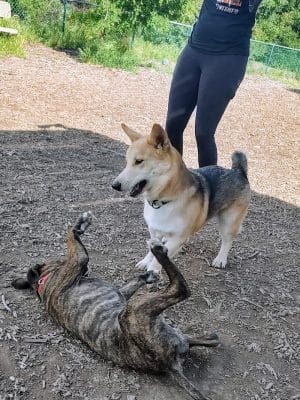 Clayton Dog Park