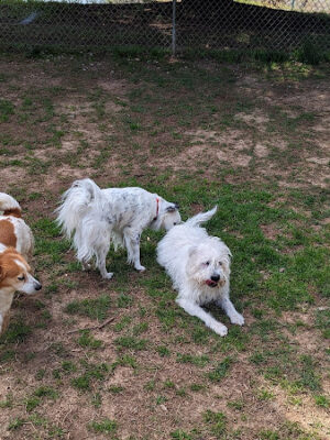 Rabun County Bark Park