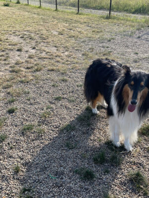 Lawrence Township Dog Park