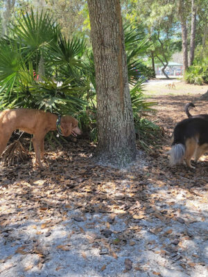 Enterprise Dog Park