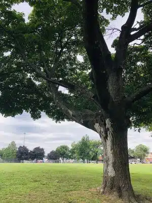 Nash Park