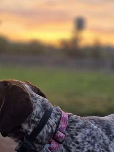 Carden Farm Dog Park - Clinton, TN