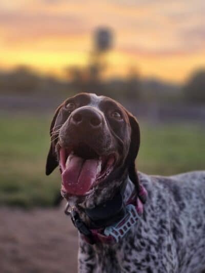 Carden Farm Dog Park - Clinton, TN