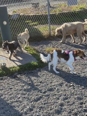 Bailey’s Dog Park